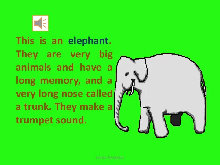 This is an elephant. They are very big animals and have