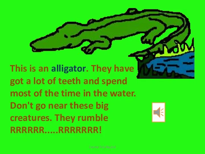 This is an alligator. They have got a lot of teeth