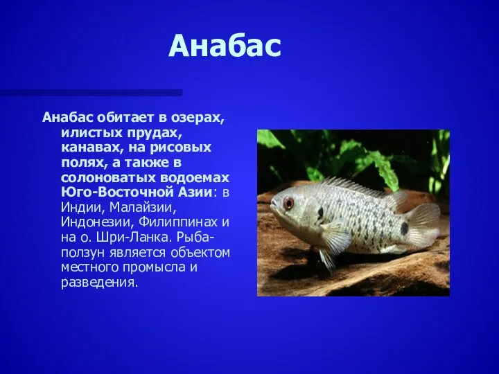 Анабас Анабас обитает в озерах, илистых прудах, канавах, на рисовых полях,