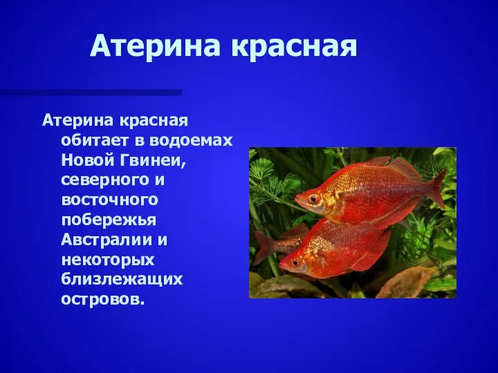 Атерина красная Атерина красная обитает в водоемах Новой Гвинеи, северного и