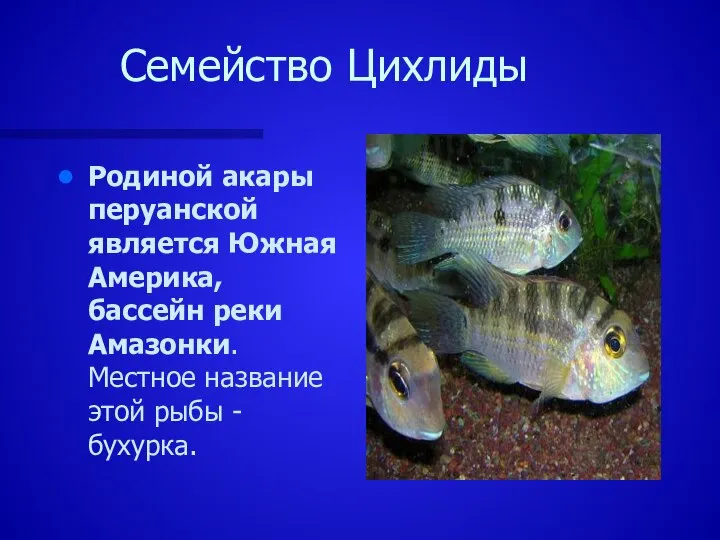 Семейство Цихлиды Родиной акары перуанской является Южная Америка, бассейн реки Амазонки.