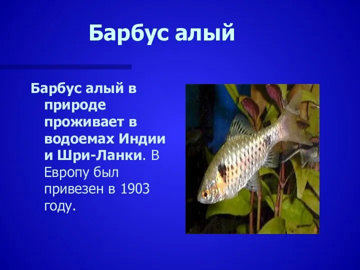 Барбус алый Барбус алый в природе проживает в водоемах Индии и