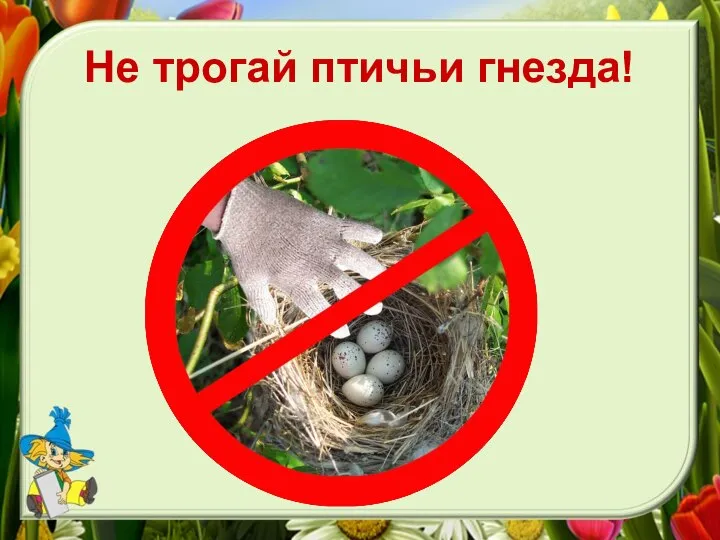 Не трогай птичьи гнезда!