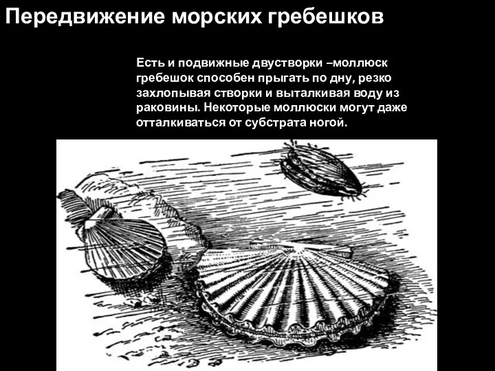 Передвижение морских гребешков Есть и подвижные двустворки –моллюск гребешок способен прыгать