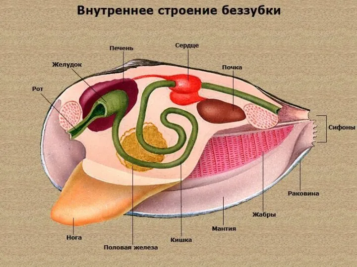 Внутреннее строение моллюсков