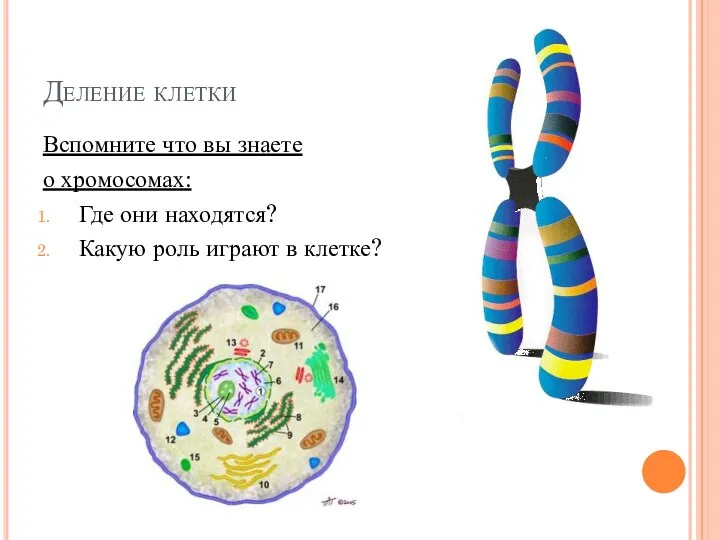 Деление клетки Вспомните что вы знаете о хромосомах: Где они находятся? Какую роль играют в клетке?