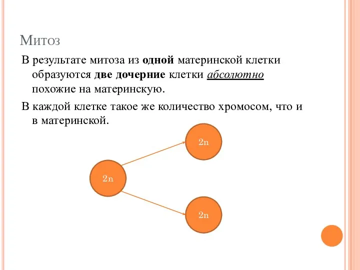 Митоз В результате митоза из одной материнской клетки образуются две дочерние