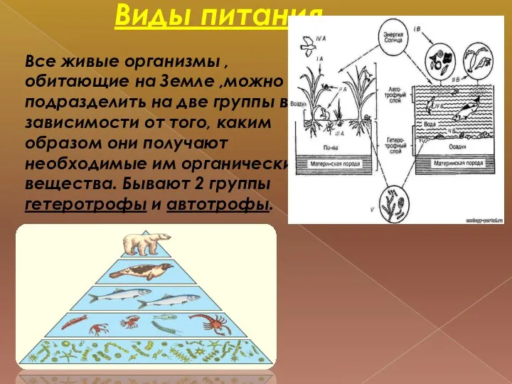 Виды питания. Все живые организмы , обитающие на Земле ,можно подразделить