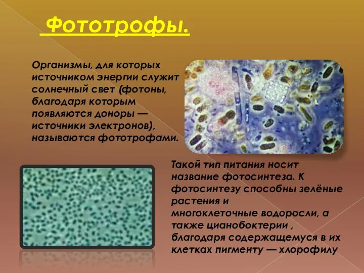 Фототрофы. Организмы, для которых источником энергии служит солнечный свет (фотоны, благодаря