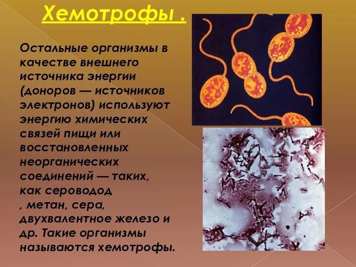 Хемотрофы . Остальные организмы в качестве внешнего источника энергии (доноров —