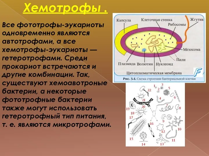 Хемотрофы . Все фототрофы-эукариоты одновременно являются автотрофами, а все хемотрофы-эукариоты —