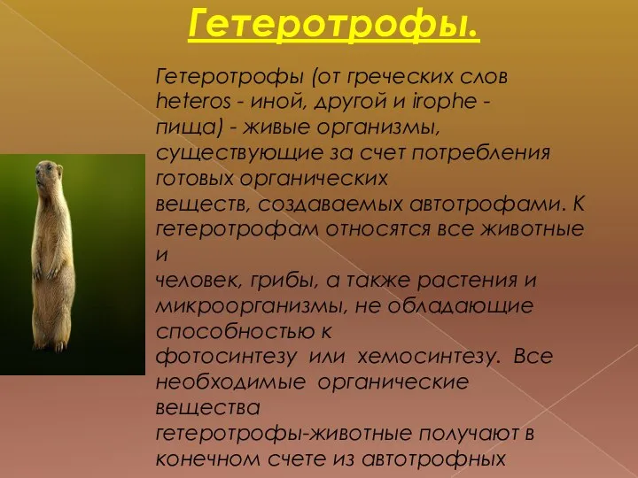 Гетеротрофы. Гетеротрофы (от греческих слов heteros - иной, другой и irophe