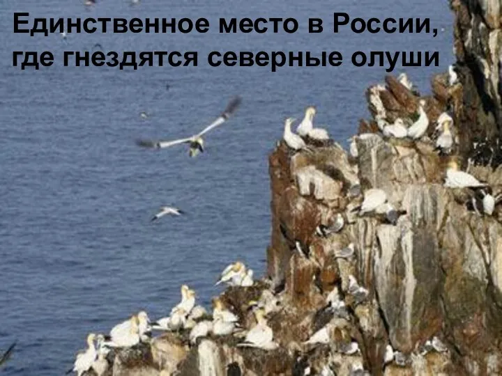 Единственное место в России, где гнездятся северные олуши