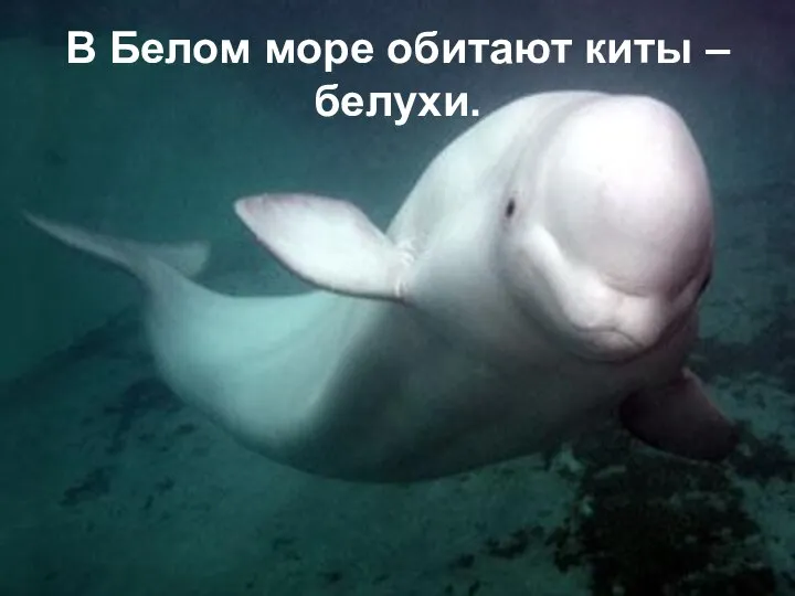 В Белом море обитают киты – белухи.