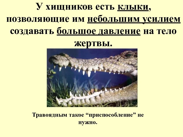 У хищников есть клыки, позволяющие им небольшим усилием создавать большое давление