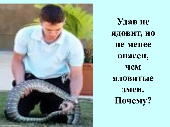 Удав не ядовит, но не менее опасен, чем ядовитые змеи. Почему?