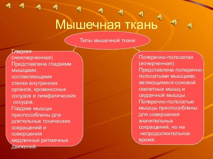 Мышечная ткань Типы мышечной ткани Гладкая (неисчерченная) Представлена гладкими мышцами, составляющими