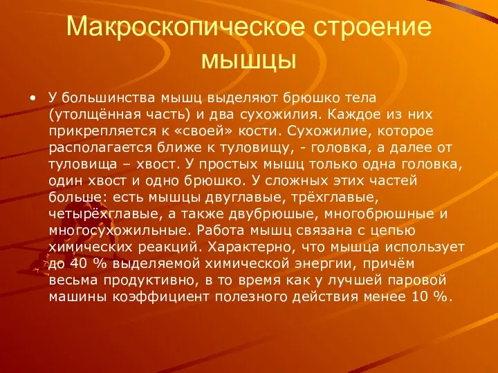 Макроскопическое строение мышцы У большинства мышц выделяют брюшко тела (утолщённая часть)