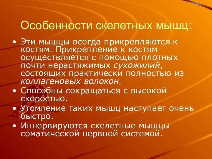 Особенности скелетных мышц: Эти мышцы всегда прикрепляются к костям. Прикрепление к