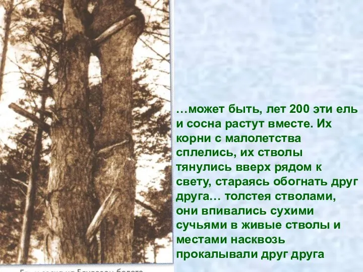 …может быть, лет 200 эти ель и сосна растут вместе. Их