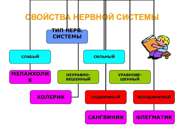 СВОЙСТВА НЕРВНОЙ СИСТЕМЫ