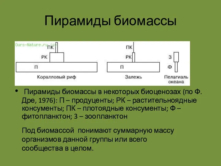 Пирамиды биомассы Пирамиды биомассы в некоторых биоценозах (по Ф. Дре, 1976):