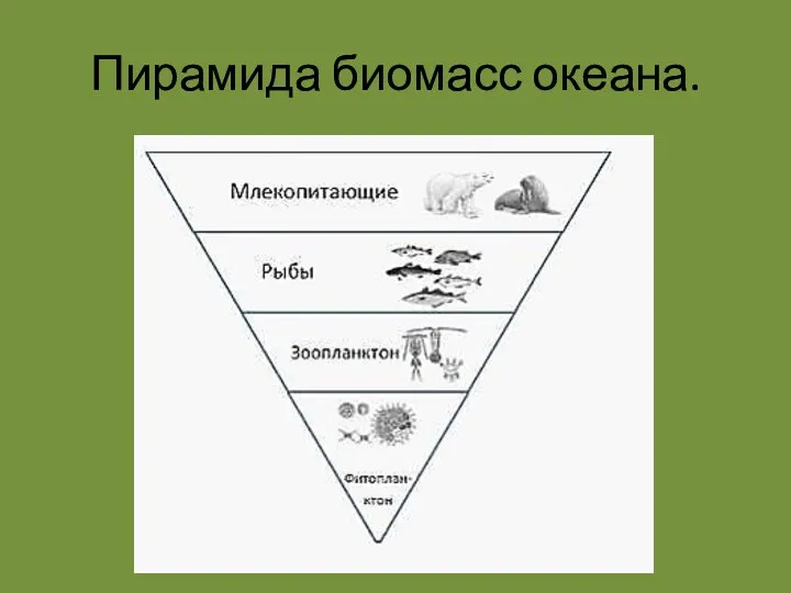 Пирамида биомасс океана.