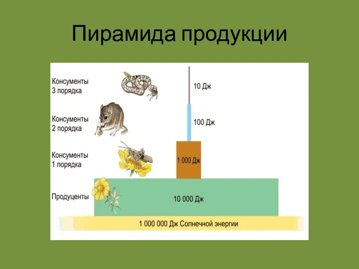 Пирамида продукции