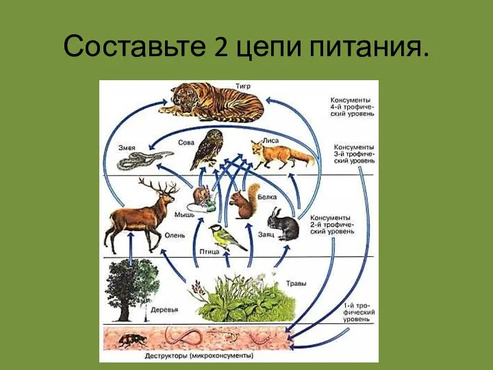 Составьте 2 цепи питания.