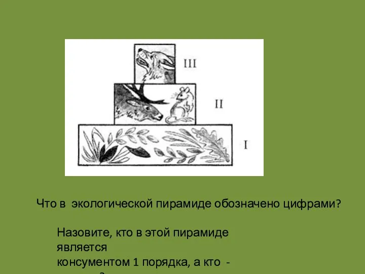 Что в экологической пирамиде обозначено цифрами? Назовите, кто в этой пирамиде