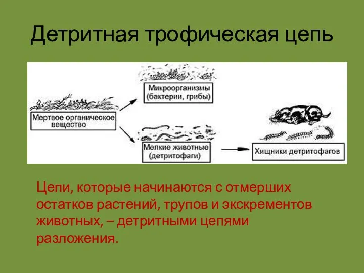 Детритная трофическая цепь Цепи, которые начинаются с отмерших остатков растений, трупов