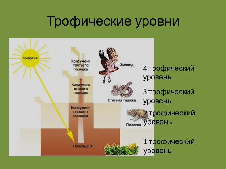 Трофические уровни 1 трофический уровень 2 трофический уровень 3 трофический уровень 4 трофический уровень