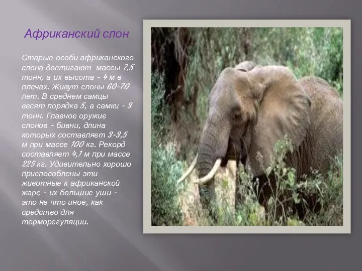 Африканский слон Старые особи африканского слона достигают массы 7,5 тонн, а