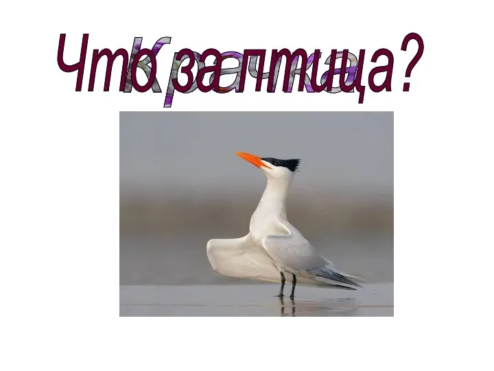 Крачка Что за птица?