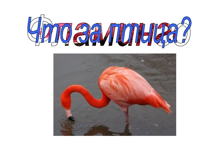 Фламинго Что за птица?