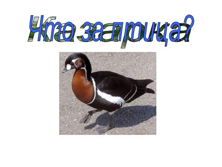 Казарка Что за птица?