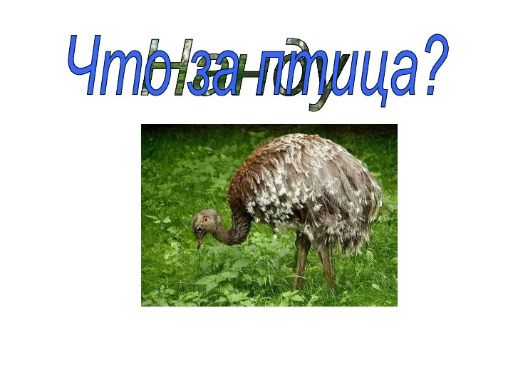 Нанду Что за птица?