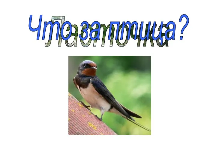 Ласточка Что за птица?