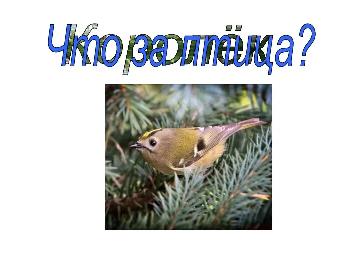 Королёк Что за птица?