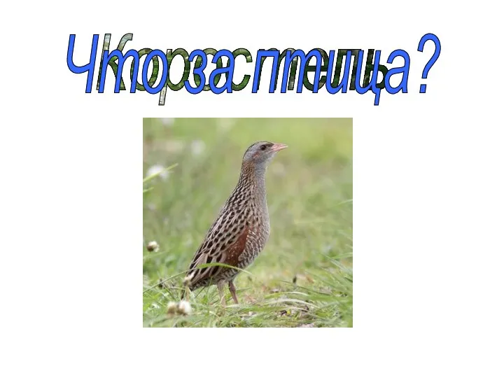 Коростель Что за птица?