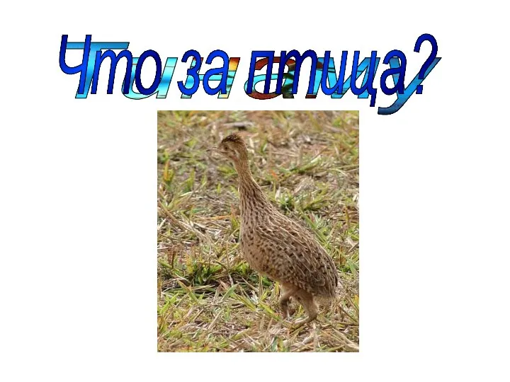 Тинаму Что за птица?