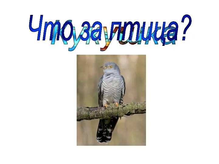 Кукушка Что за птица?