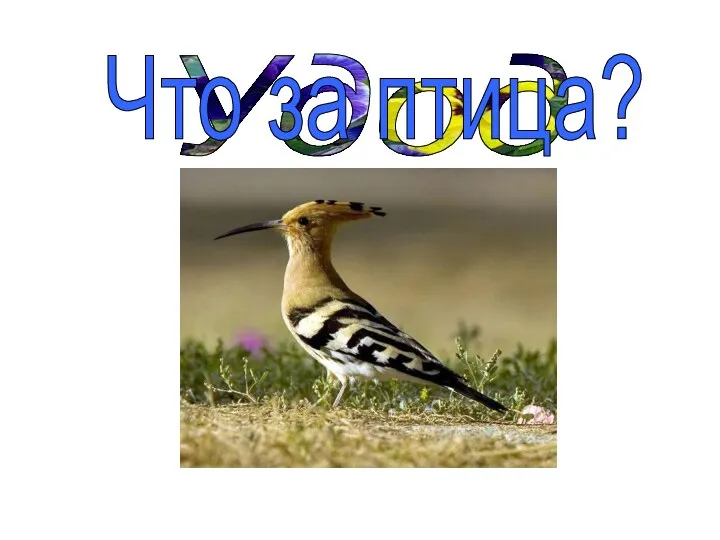 Удод Что за птица?