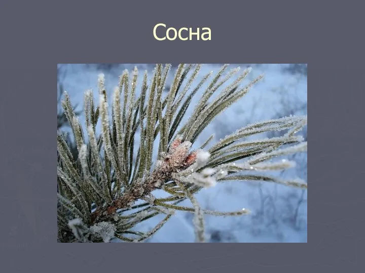 Сосна