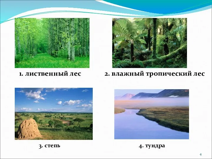 1. лиственный лес 2. влажный тропический лес 3. степь 4. тундра