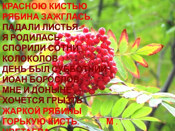 КРАСНОЮ КИСТЬЮ РЯБИНА ЗАЖГЛАСЬ. ПАДАЛИ ЛИСТЬЯ- Я РОДИЛАСЬ. СПОРИЛИ СОТНИ КОЛОКОЛОВ.