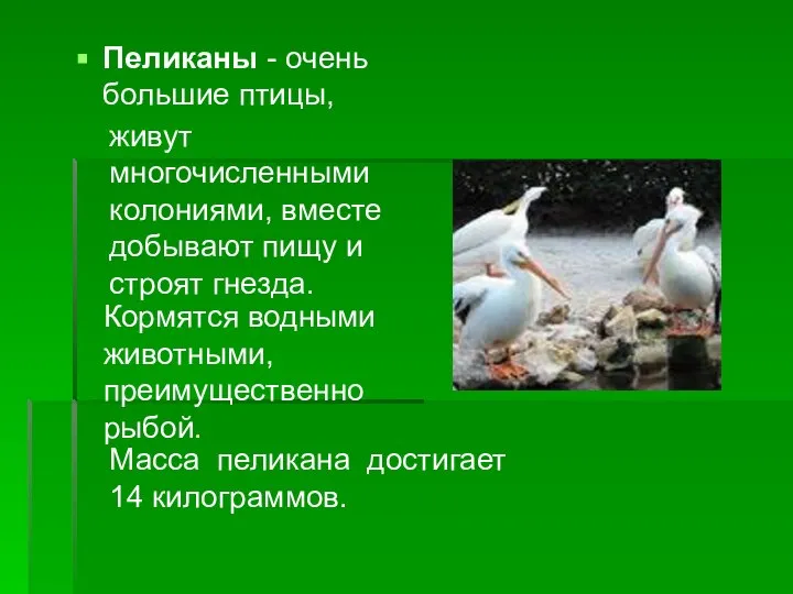 Пеликаны - очень большие птицы, живут многочисленными колониями, вместе добывают пищу