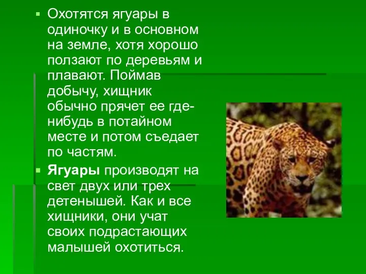 Охотятся ягуары в одиночку и в основном на земле, хотя хорошо