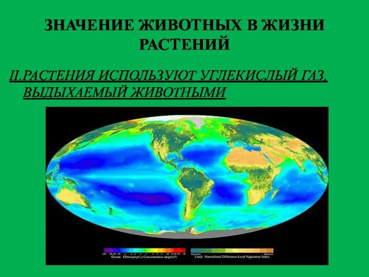 ЗНАЧЕНИЕ ЖИВОТНЫХ В ЖИЗНИ РАСТЕНИЙ II.РАСТЕНИЯ ИСПОЛЬЗУЮТ УГЛЕКИСЛЫЙ ГАЗ, ВЫДЫХАЕМЫЙ ЖИВОТНЫМИ