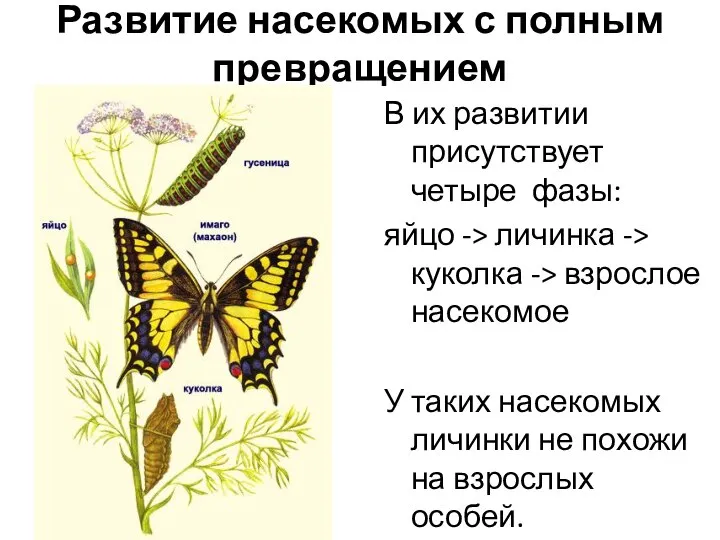 Развитие насекомых с полным превращением В их развитии присутствует четыре фазы: